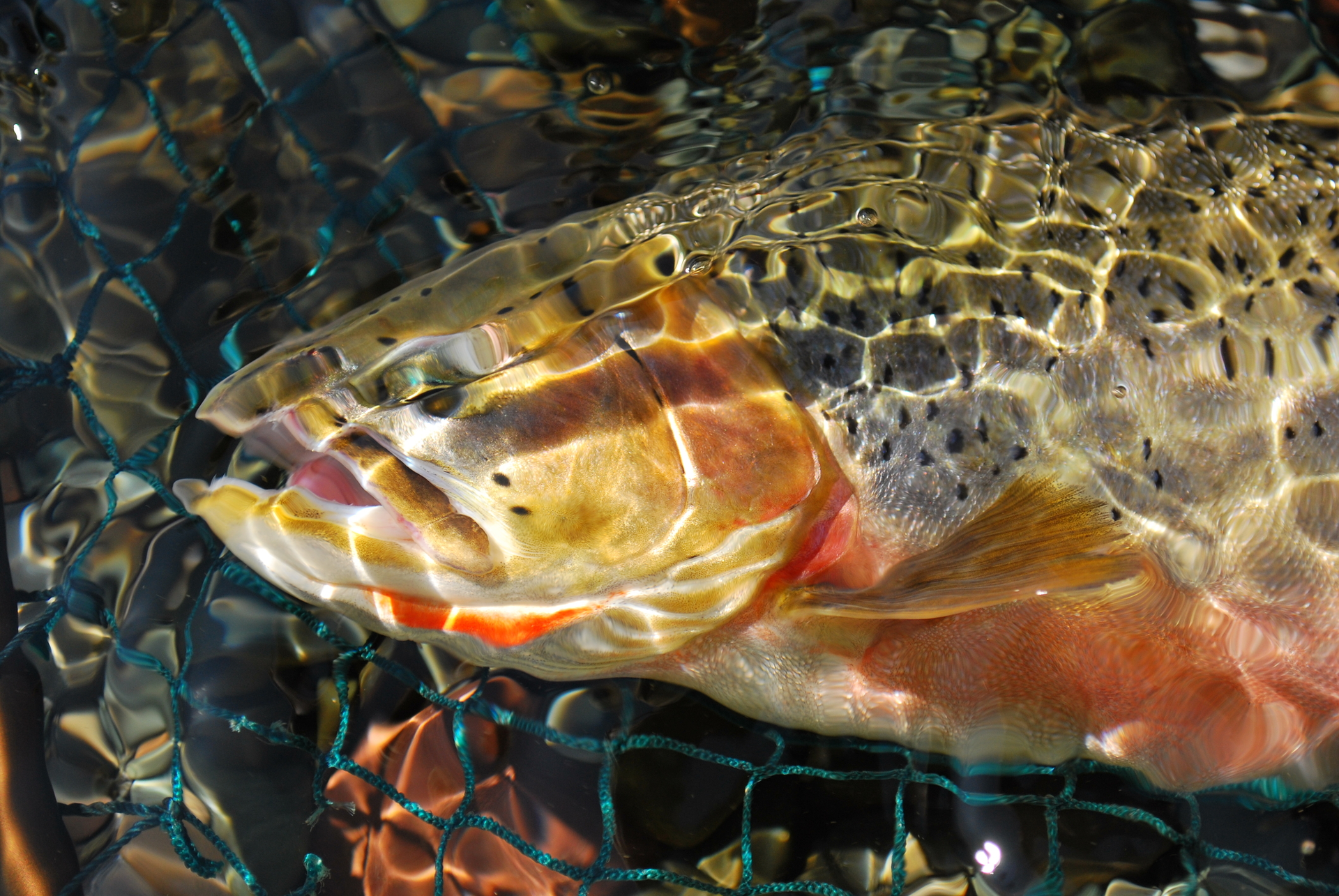 A westslope cutthroat trout, from British Columbia.