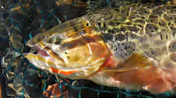 A westslope cutthroat trout, from British Columbia.