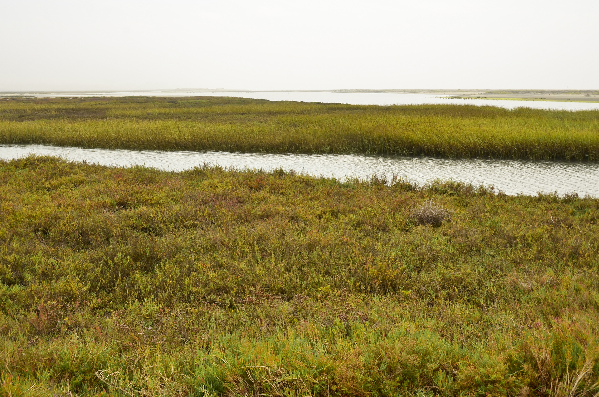 The Tijuana River Estuary in Imperial Beach, California.