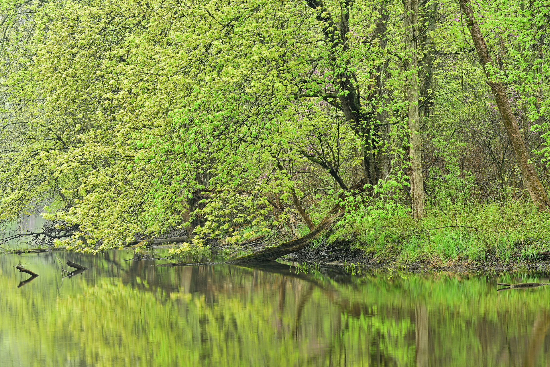 The the shoreline of the Kalamazoo River, Michigan.