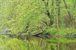 The the shoreline of the Kalamazoo River, Michigan. The the shoreline of the Kalamazoo River, Michigan.