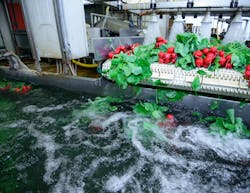A new report points to the vast volumes of water used in food and beverage production and urges companies to do more to offset risk. A new report points to the vast volumes of water used in food and beverage production and urges companies to do more to offset risk.