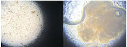 Microscopic exams help to identify the bacteria population and health of the treatment system and next steps to improve efficiency. Microscopic exams help to identify the bacteria population and health of the treatment system and next steps to improve efficiency.