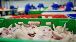 Poultry Dreamstime Xxl 98949662