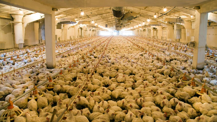 Farmer Focus faces wastewater violation allegations following whistleblower complaint