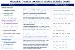Figure 4: Mechanistic evaluation of oxidative processes in biofilm control